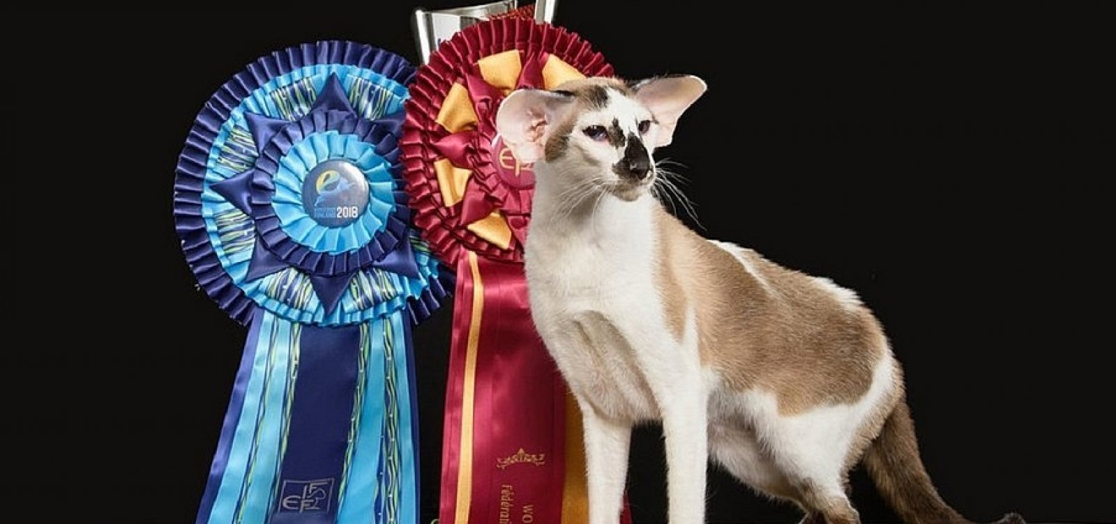 Gata baiana ganha mundial de felinos na Finlândia