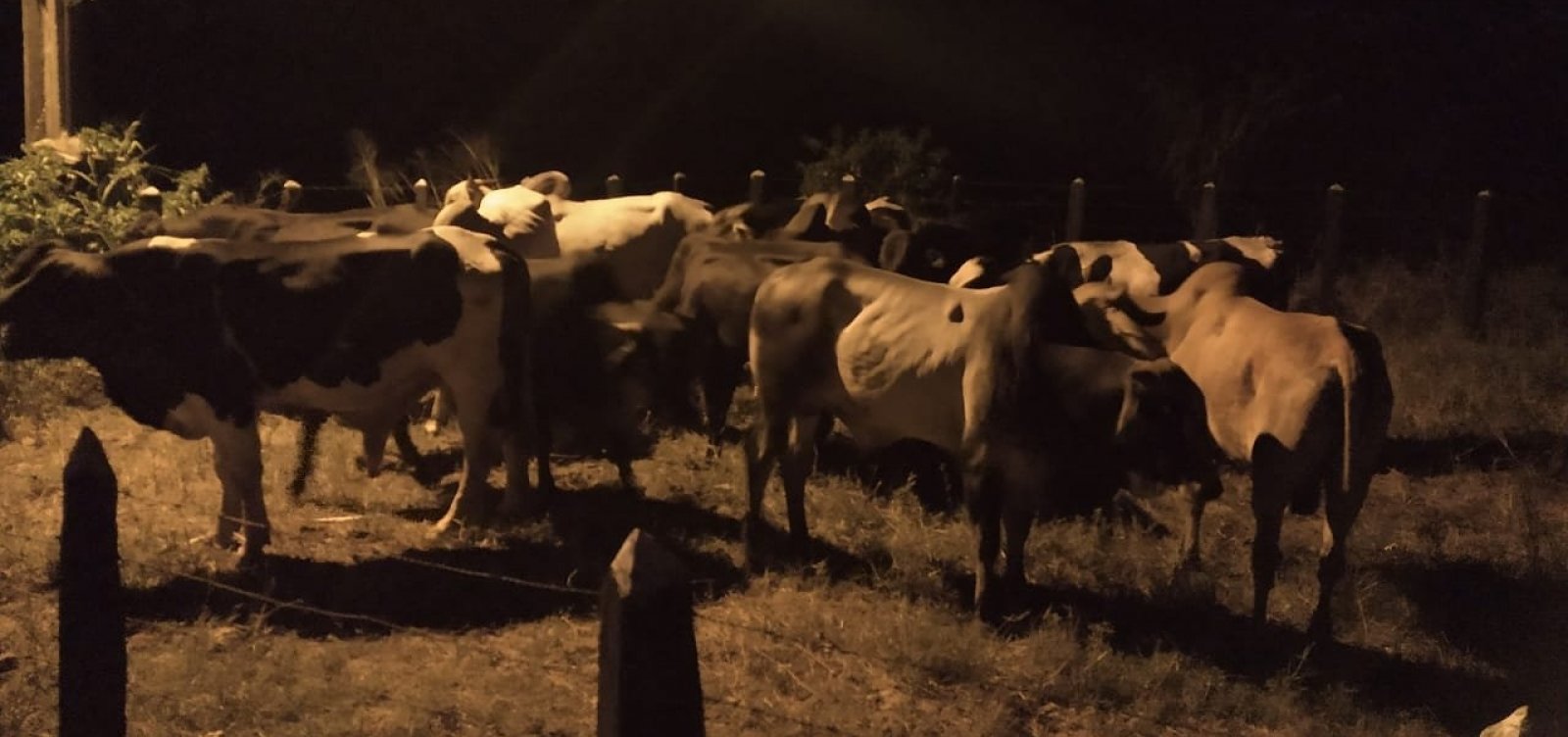 Polícia recupera gado furtado no interior da Bahia