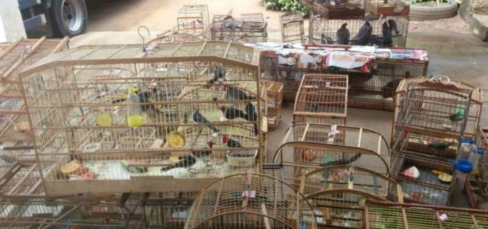 Mais de 550 animais silvestres são resgatados durante operação da PRF na Bahia