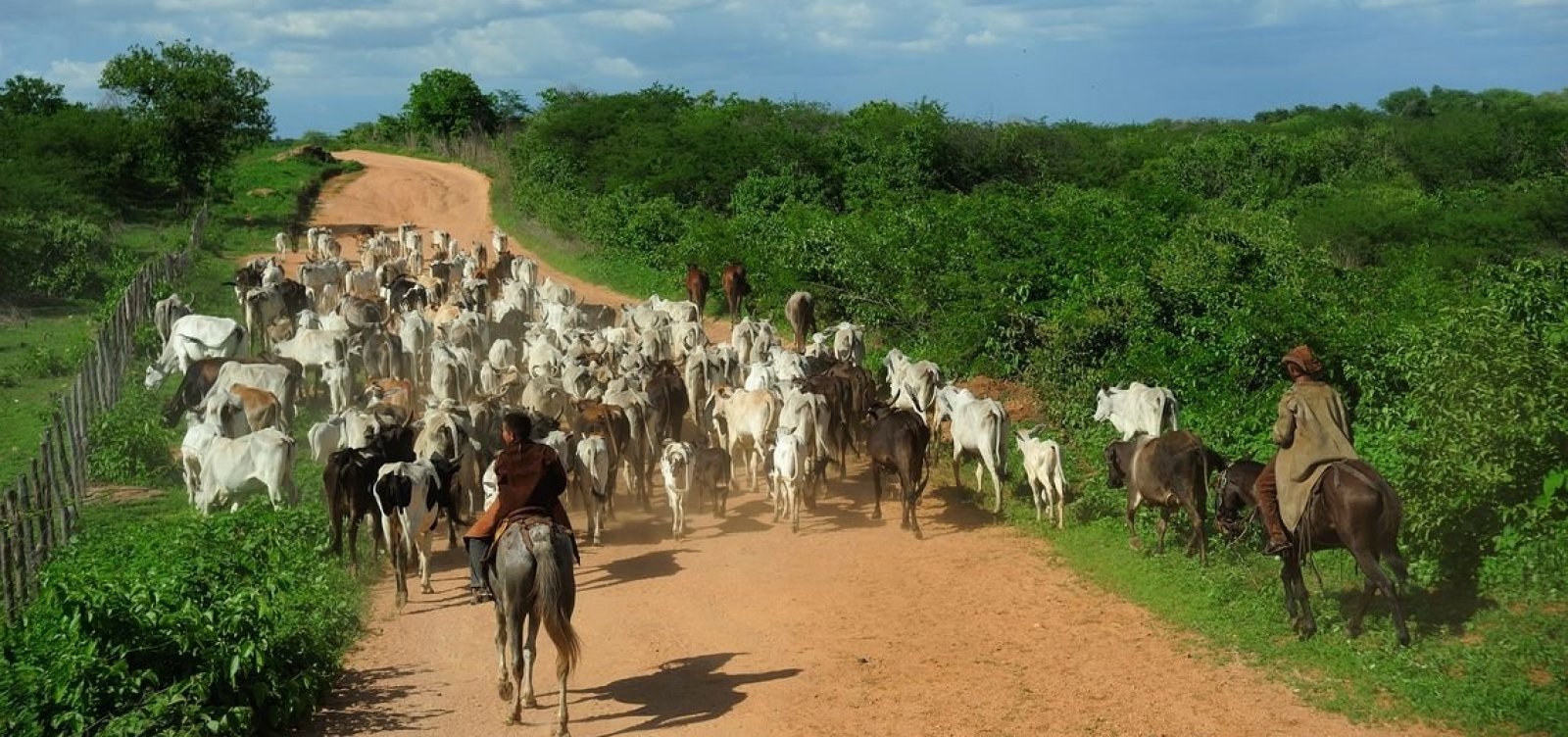 Vacinação contra febre aftosa é prorrogada na Bahia