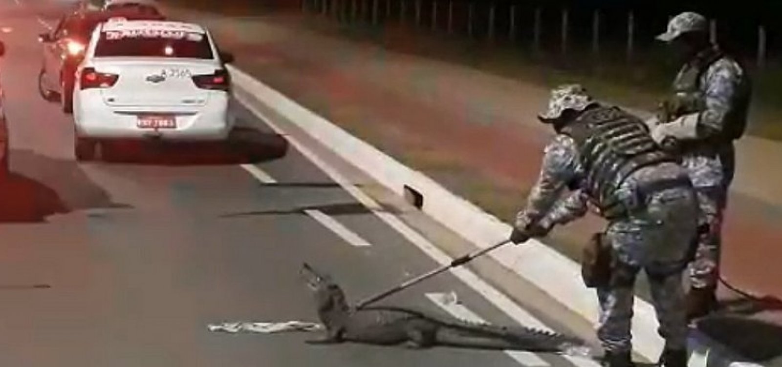 Jacaré de dois metros é encontrado em avenida de Salvador; veja vídeo