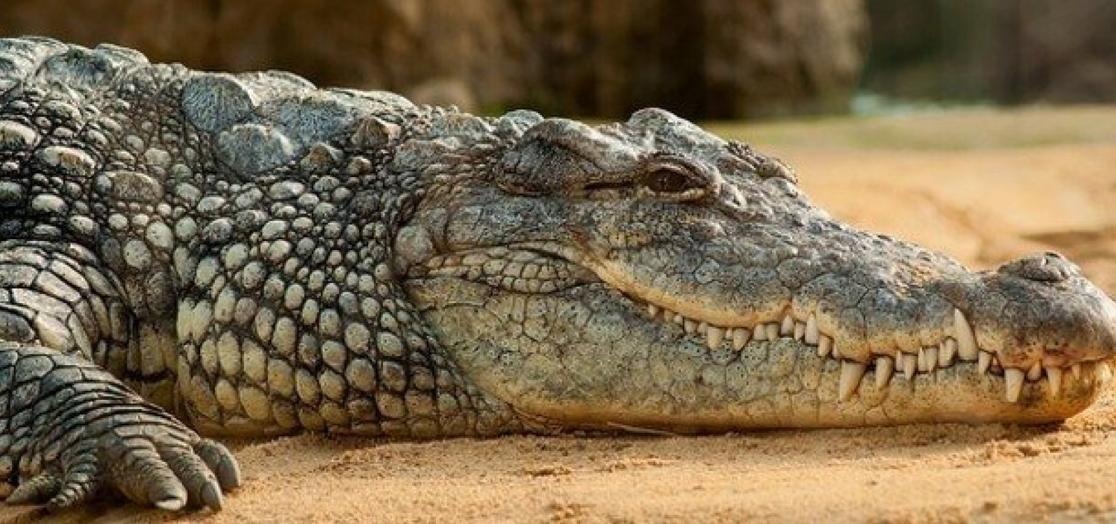 Crocodilo de 5 metros devora cientista na Indonésia