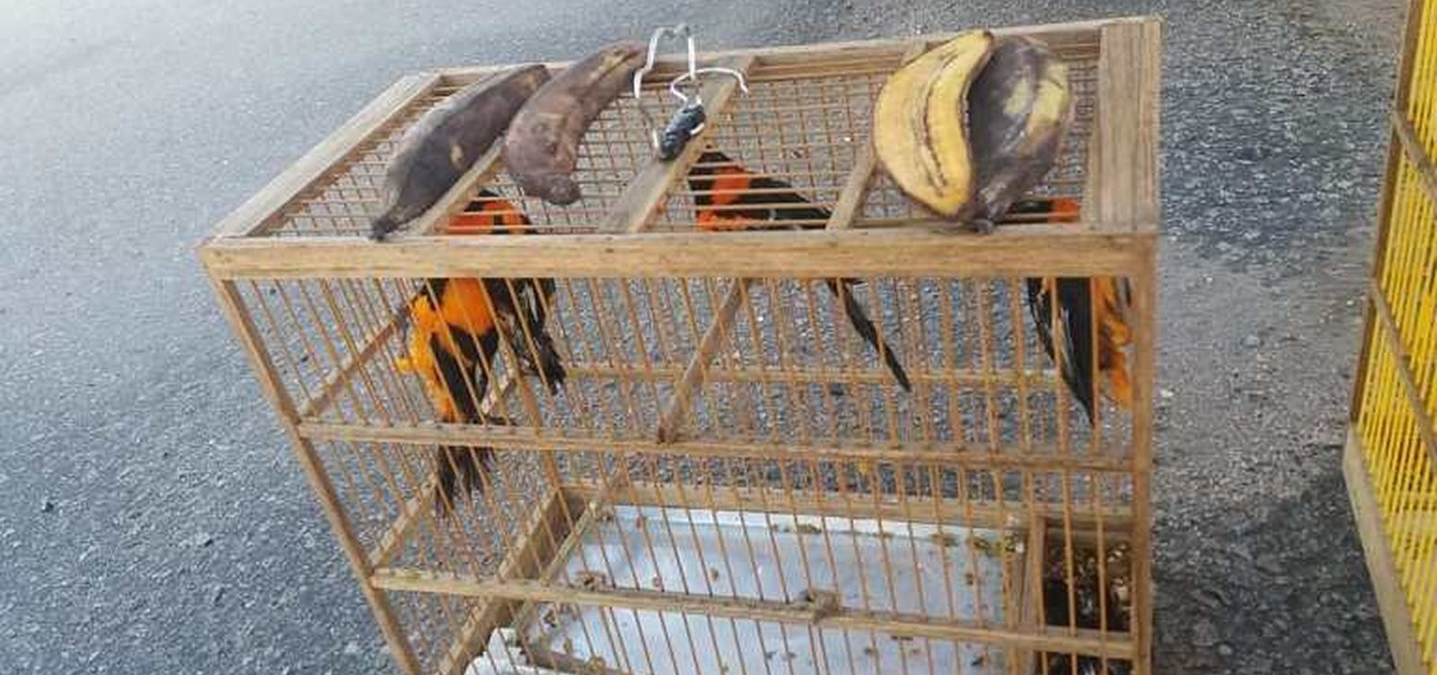 Homem é flagrado transportando aves silvestres em caminhão no sudoeste da Bahia