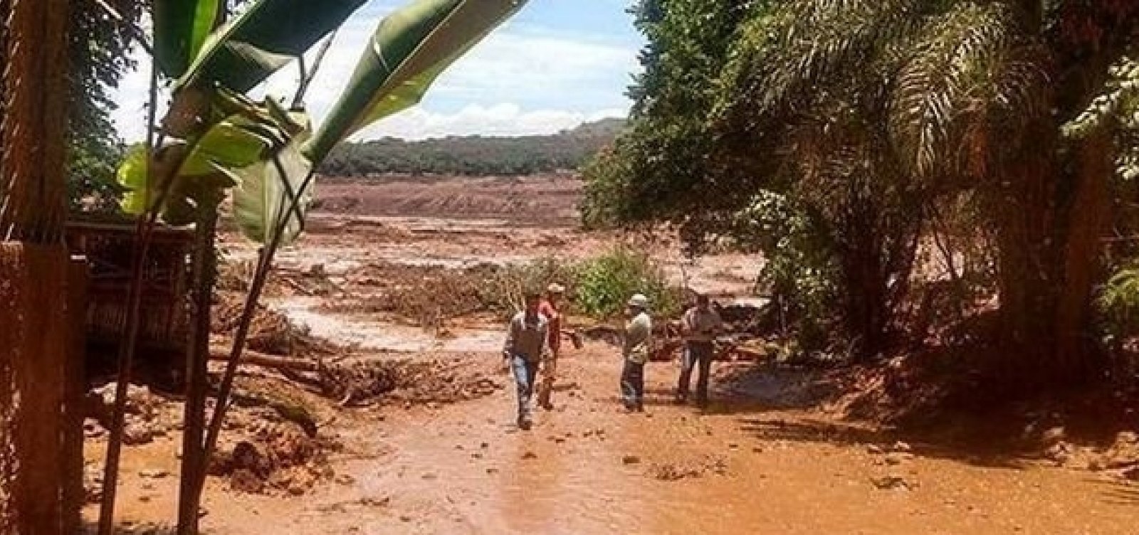 MP cobra da Vale retirada de animais de Brumadinho