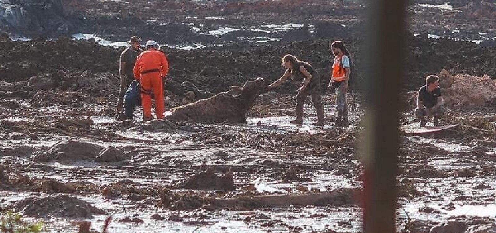 Agentes executam animais na lama de Brumadinho com tiros 