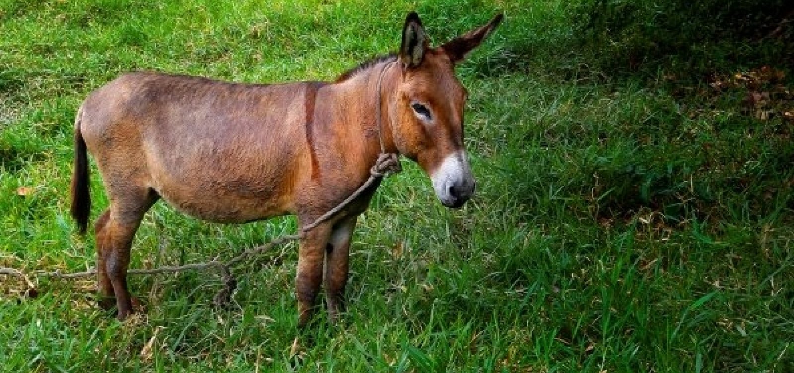 Vereador cobra providências após denúncias de maus tratos contra jegues em Euclides da Cunha