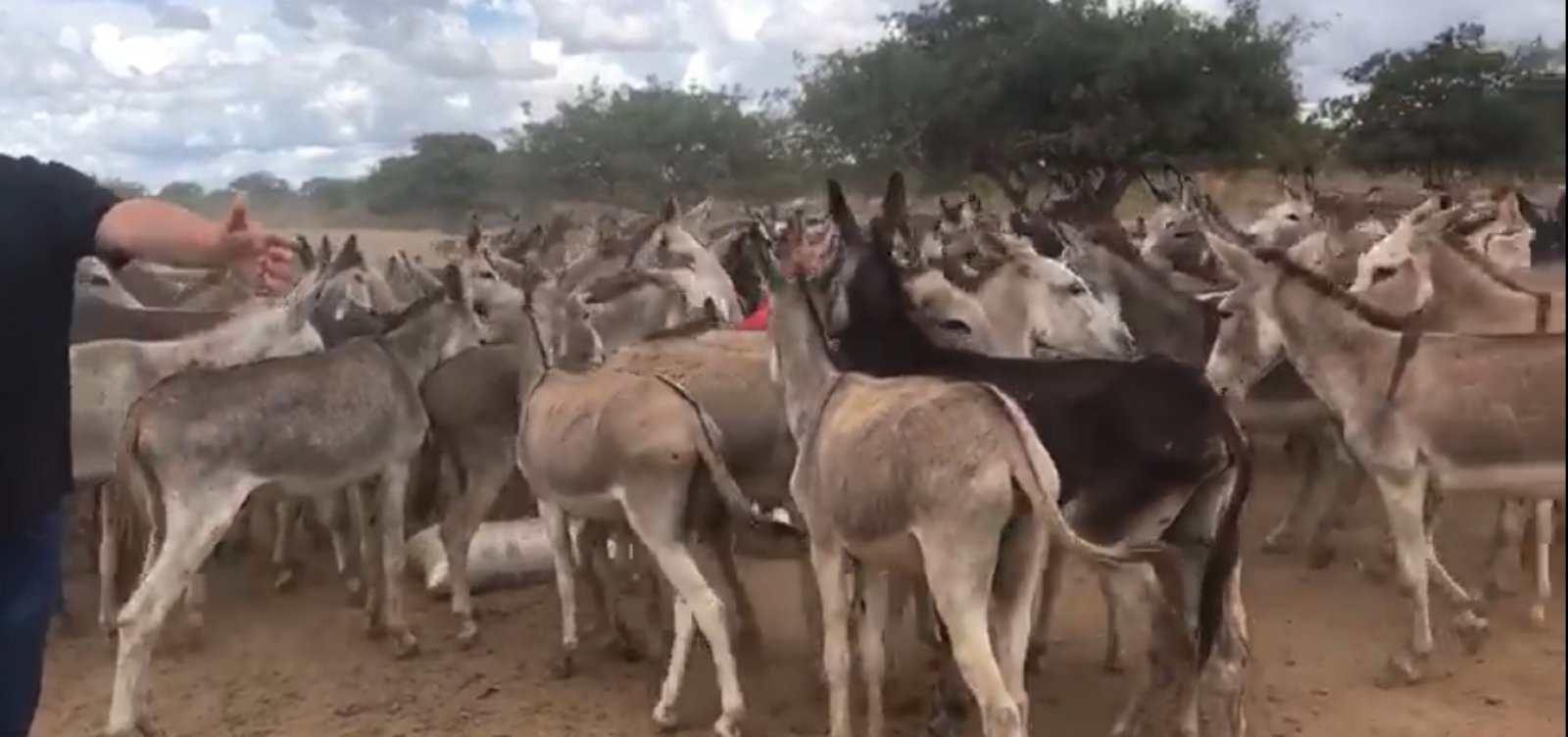 Euclides da Cunha: fazenda mantinha 800 jumentos sob maus tratos
