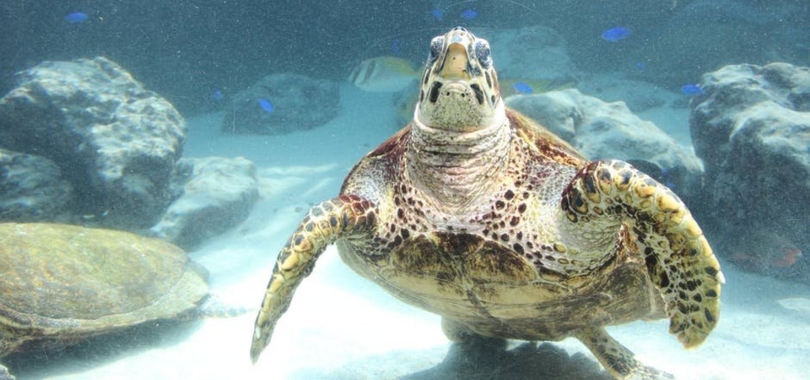 Sul da Bahia registra mais de 30 tartarugas encontradas mortas em 2019