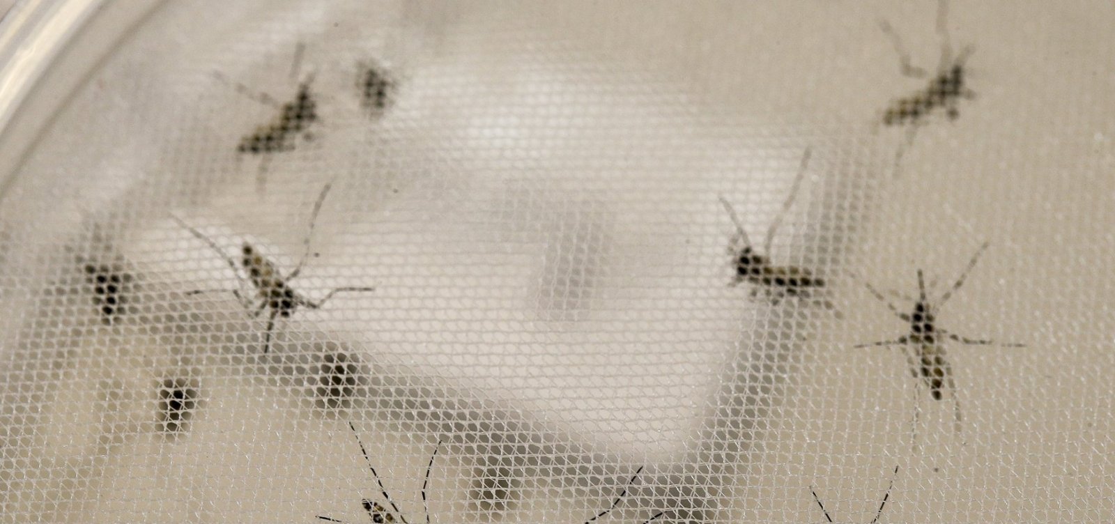 Estudos da Ufba apontam relação de imunidade entre dengue e zika