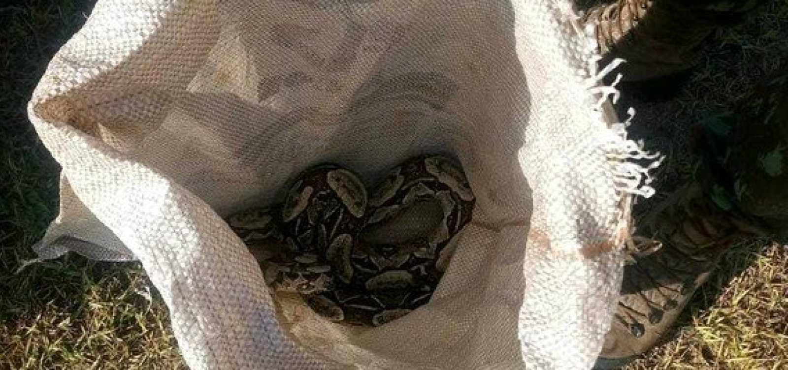 Jiboia de 1,7 metros é encontrada em grade de hospital no sul da Bahia