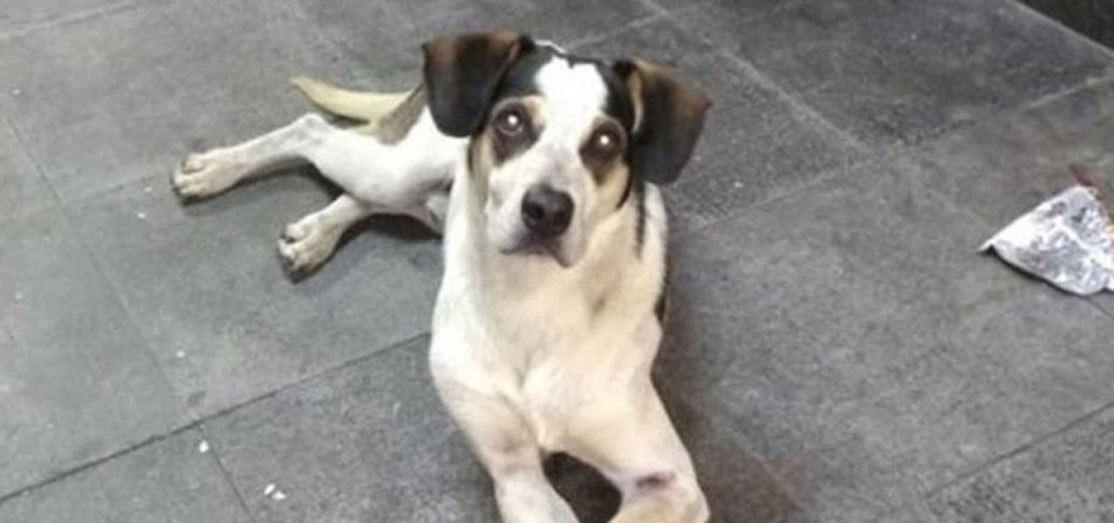 Carrefour terá de depositar R$ 1 milhão em fundo para cuidados a animais