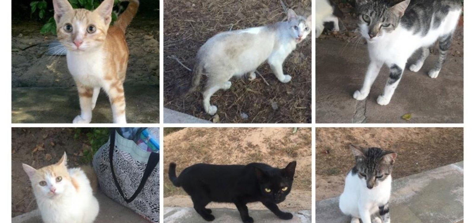 Grupo de Salvador faz campanha de doações para castração de gatos de rua