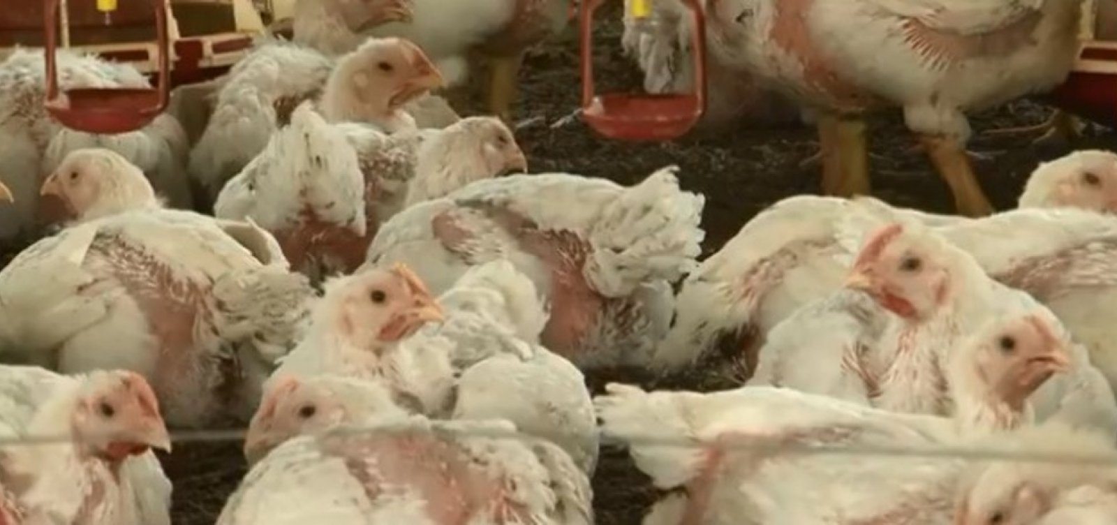 Bahia registra aumento de 6% no abate de frangos