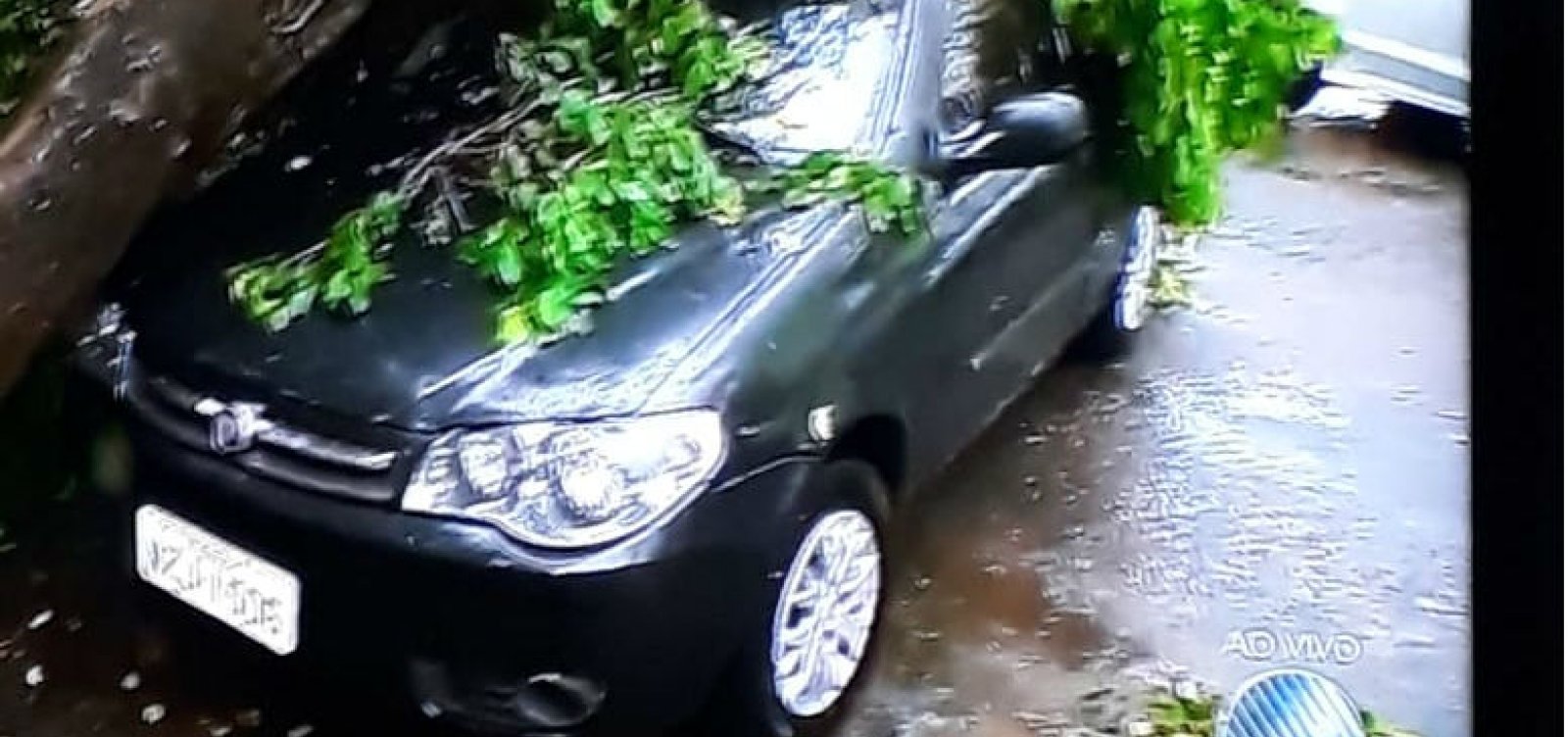Após chuvas, árvore cai em cima de carro na Pituba