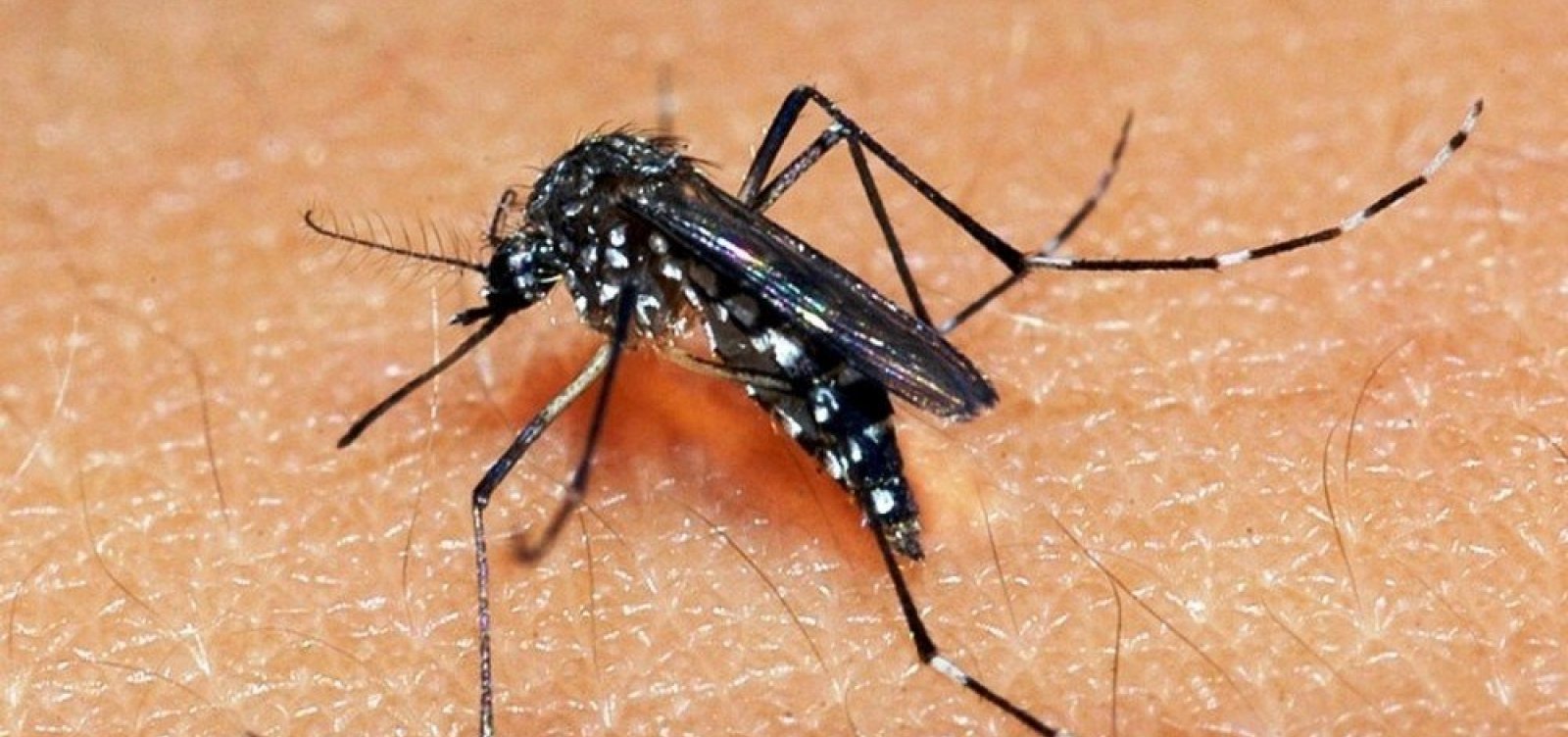 Casos de dengue no Brasil cresceram 224% em 2019