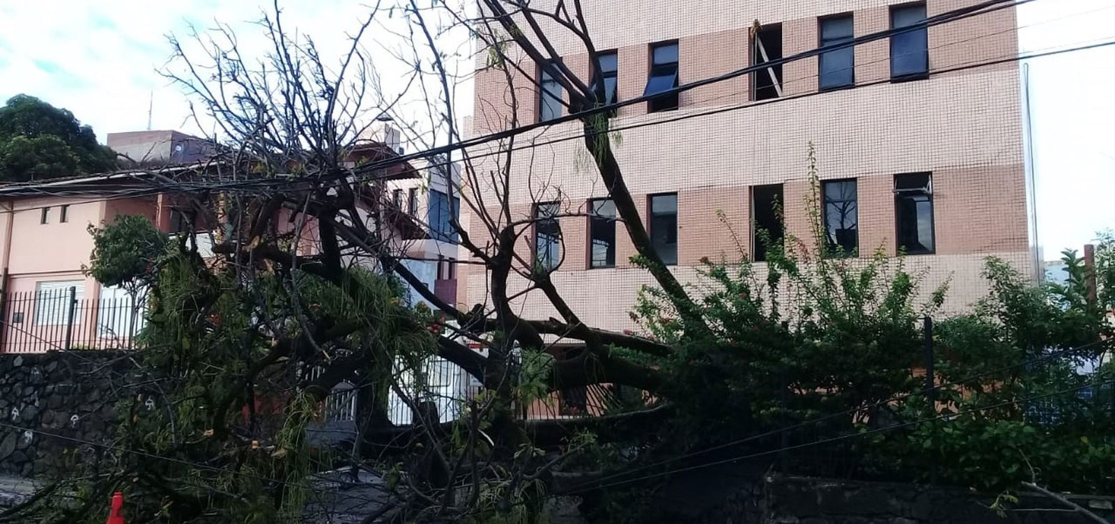 Árvore cai e deixa parte de rua interditada na Federação