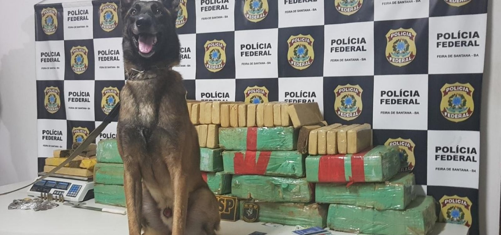 Cão farejador localiza 160 kg de maconha e mulher é presa em flagrante