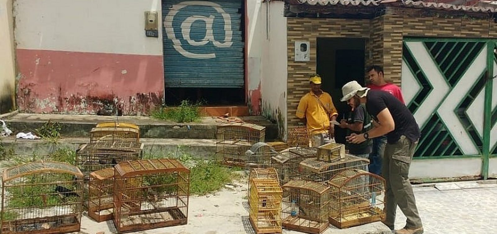 Polícia e Inema libertam mais de 80 aves silvestres em Pindobaçu 