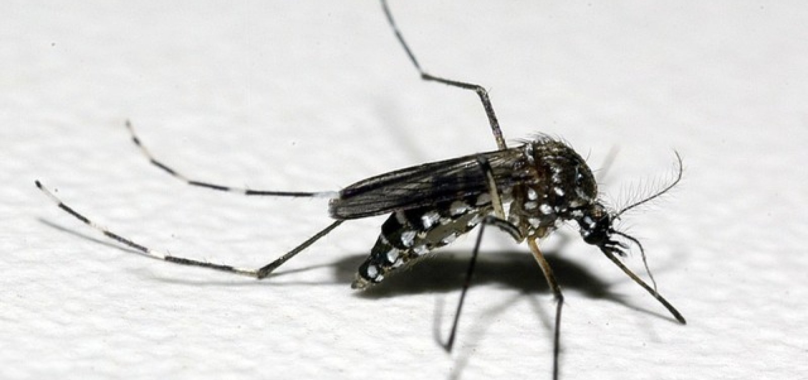 Bahia tem 104 cidades com risco de surto de dengue, chikungunya e zika; Salvador está em alerta