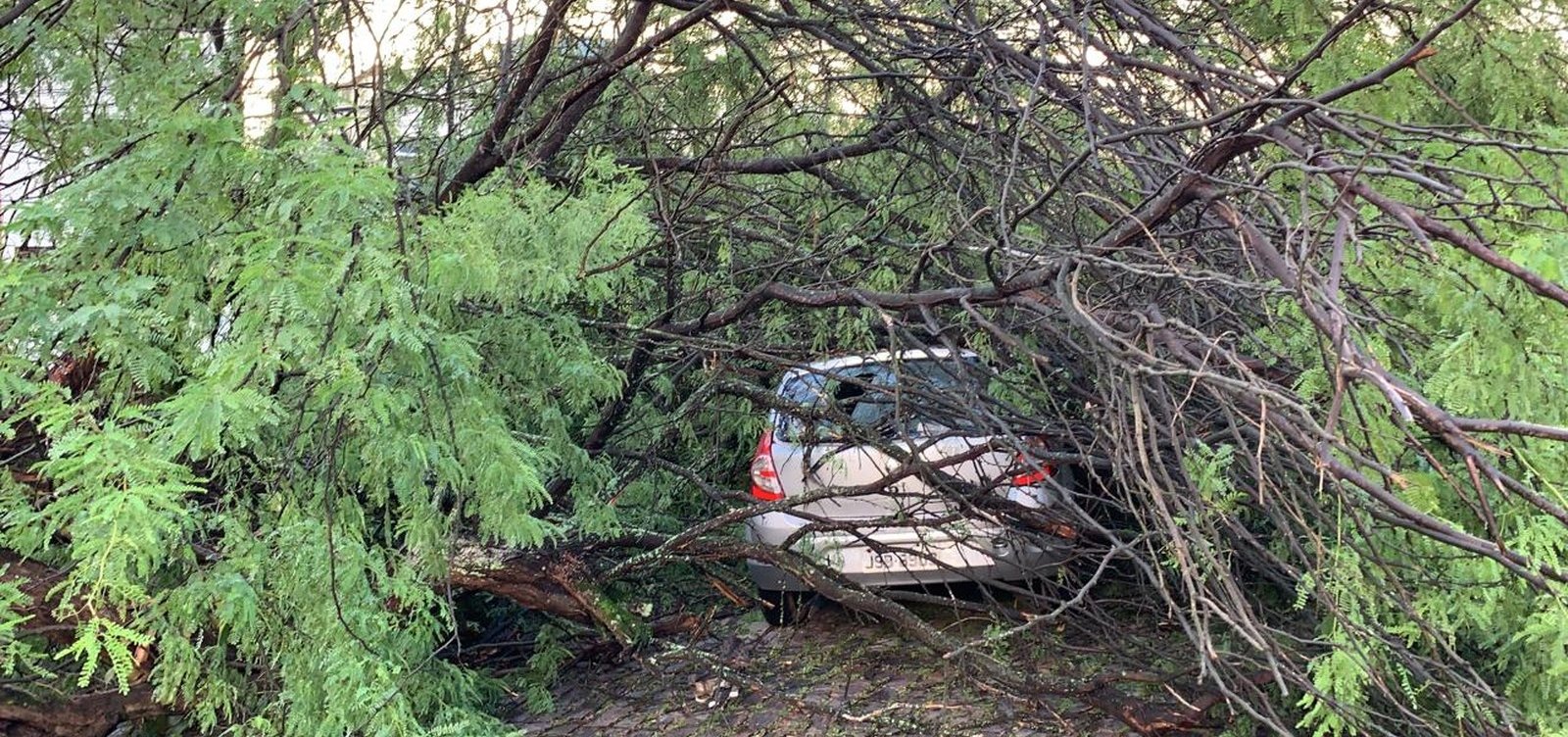 Árvore cai e atinge carros no Acupe de Brotas 
