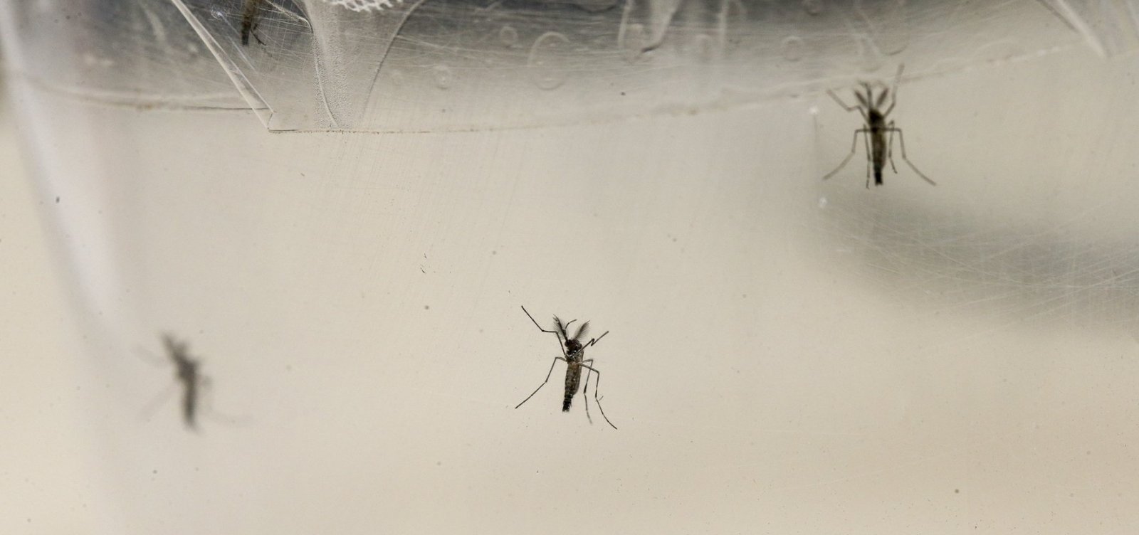 Índice de infestação do Aedes Aegypti aumenta em Salvador
