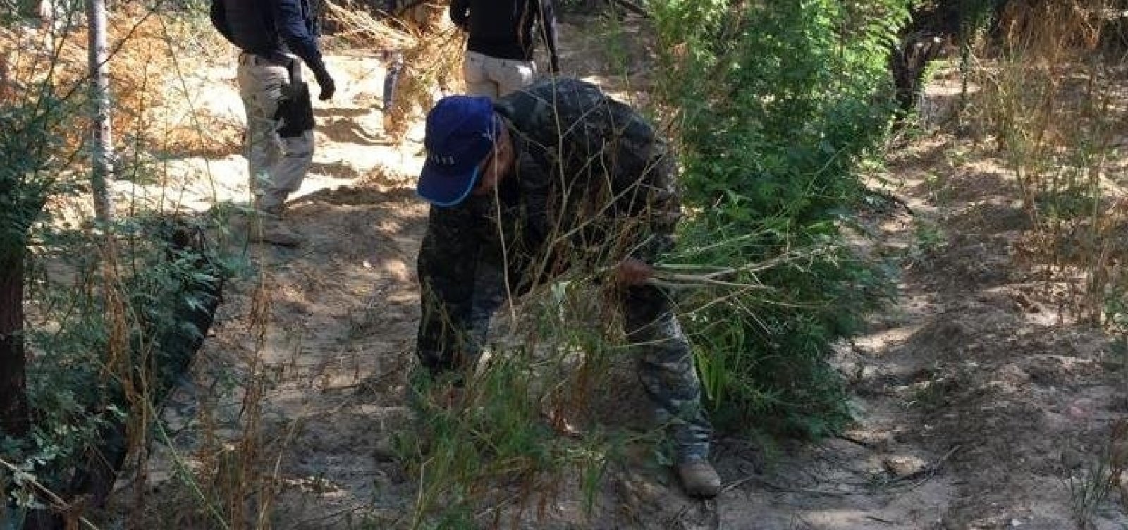 1400 pés de maconha são erradicados na zona rural de Juazeiro