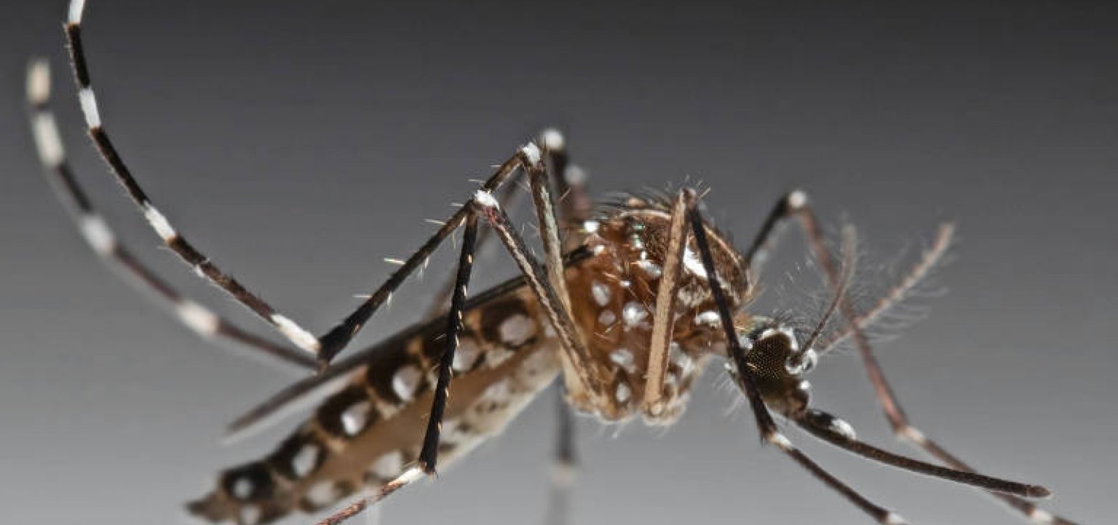 Governo quer reaproveitar inseticida para dengue com validade vencida