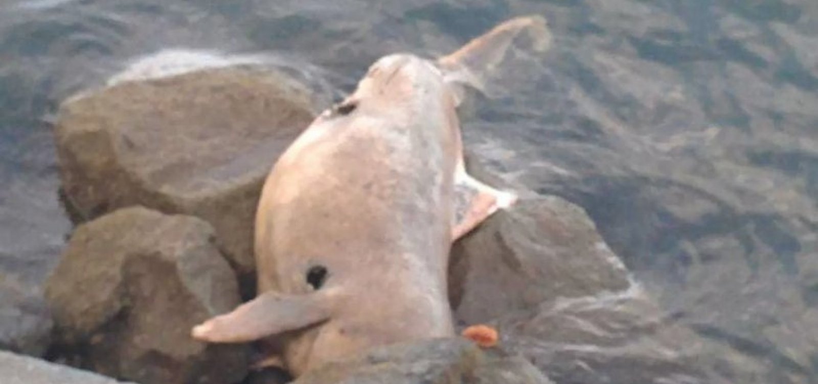 Boto é encontrado morto em praia de Ilhéus