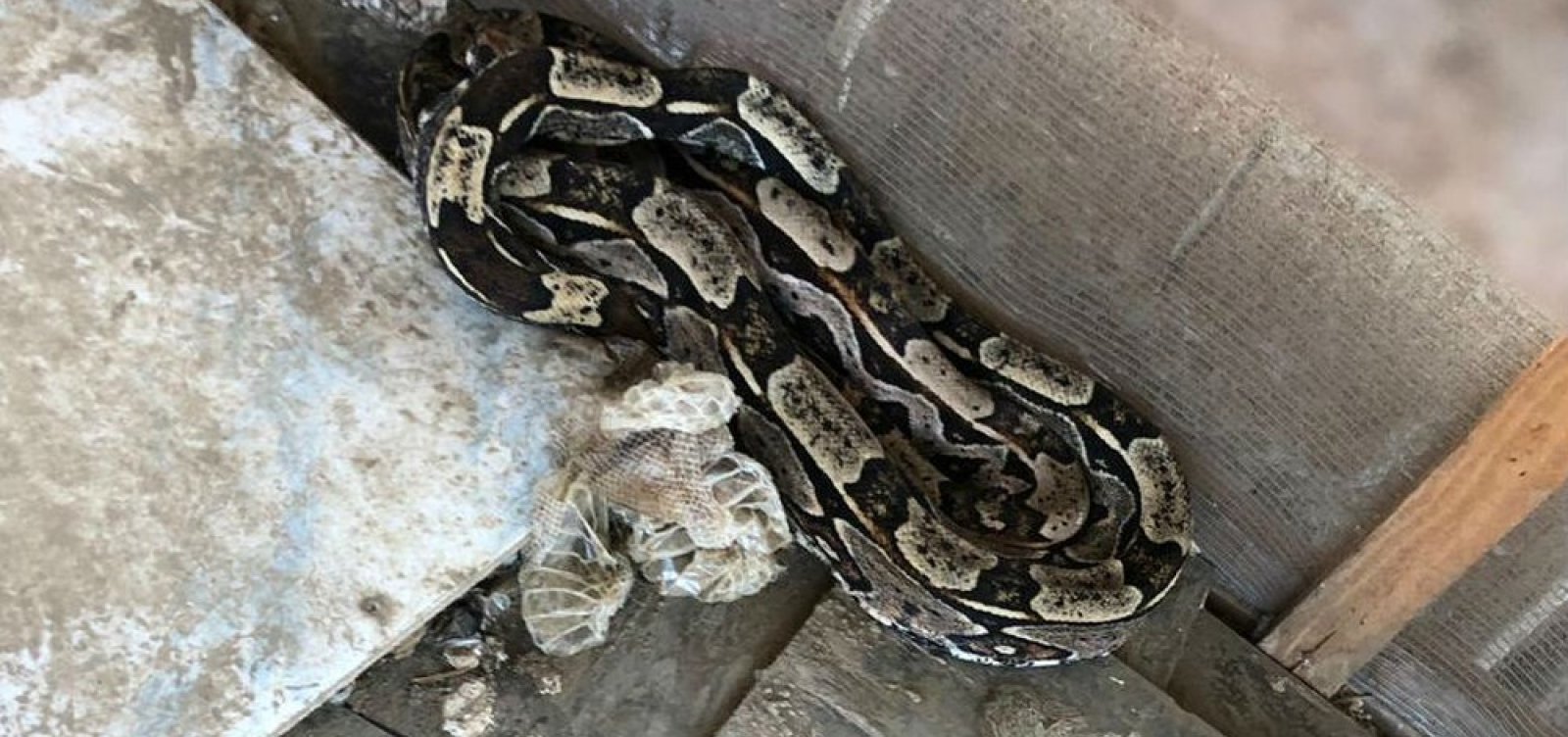 Suspeito de tráfico de animais silvestres é preso com cinco jiboias em Paripe