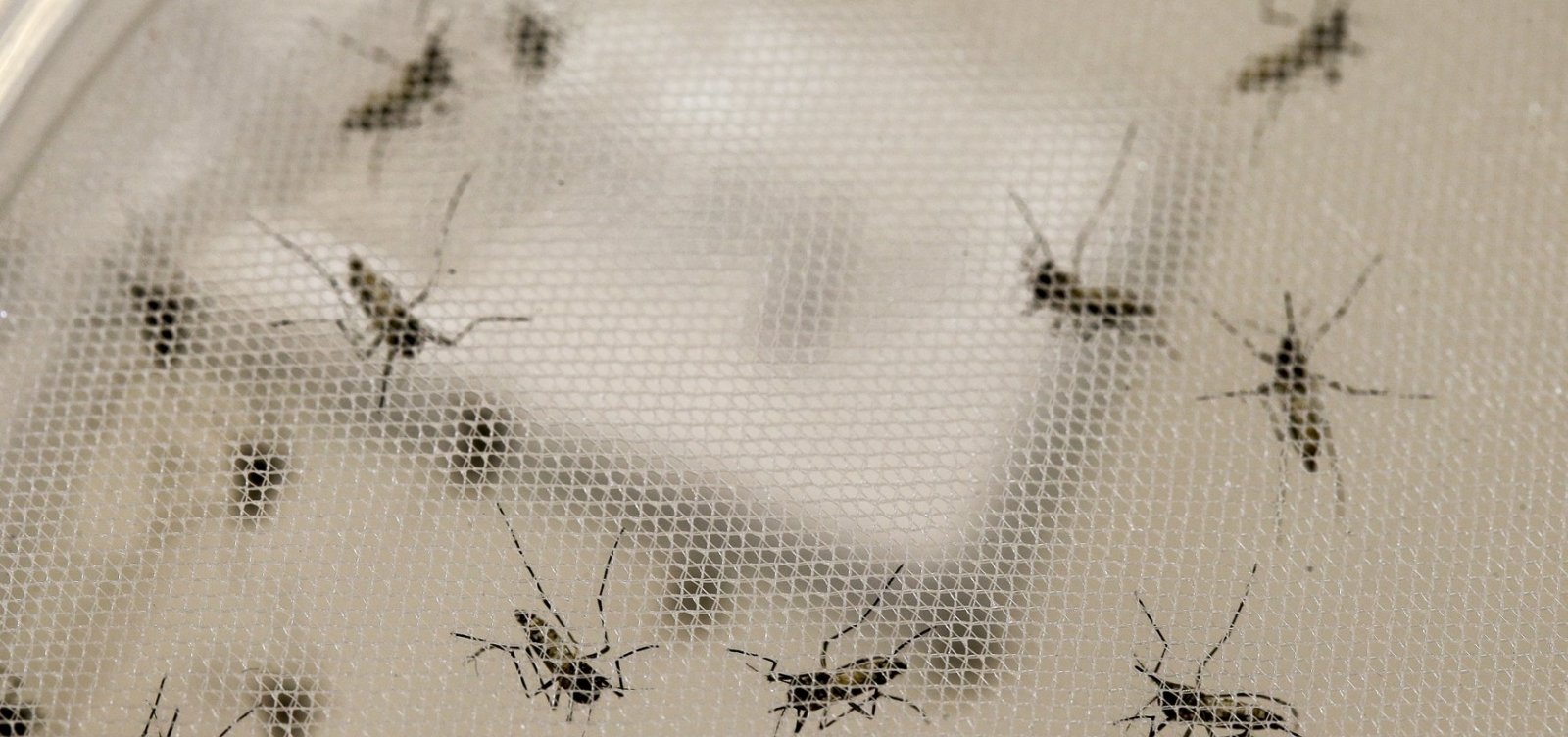 Criança de seis anos morre vítima de dengue em Salvador
