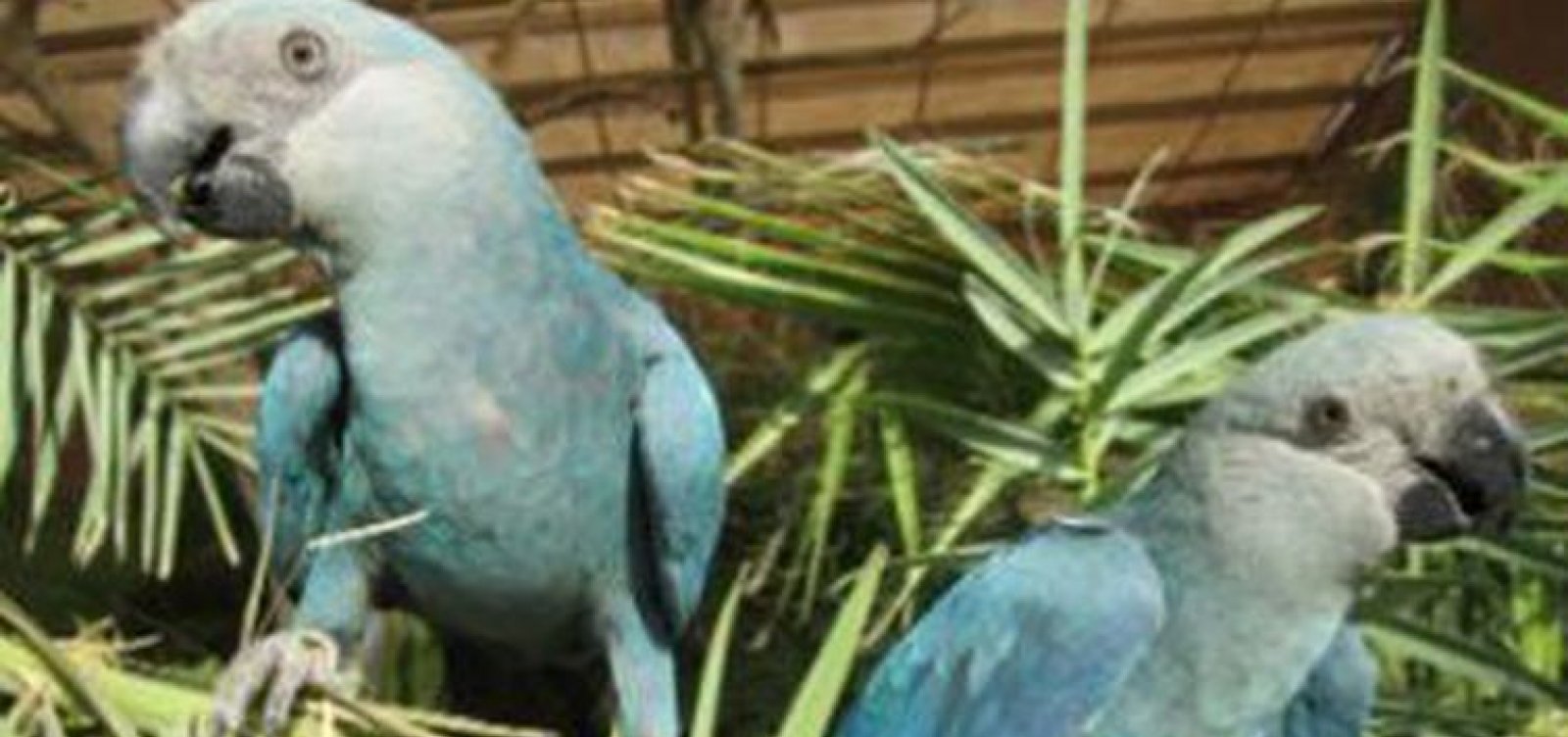 Acordo entre ICMBio e ONG alemã reintroduzirá ararinha-azul no Brasil