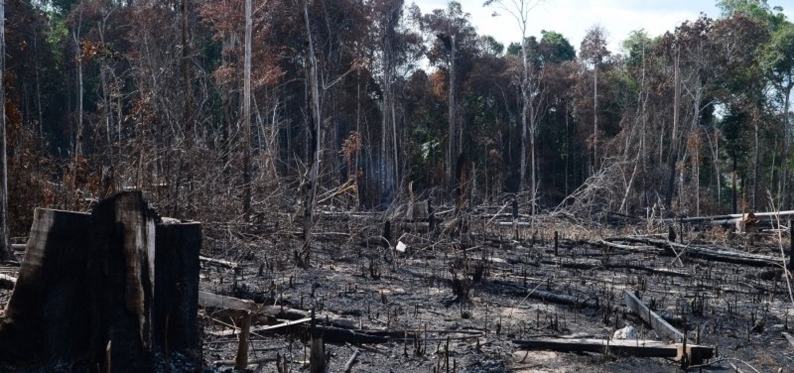 Desmatamento na Amazônia Legal cresce 66% em julho