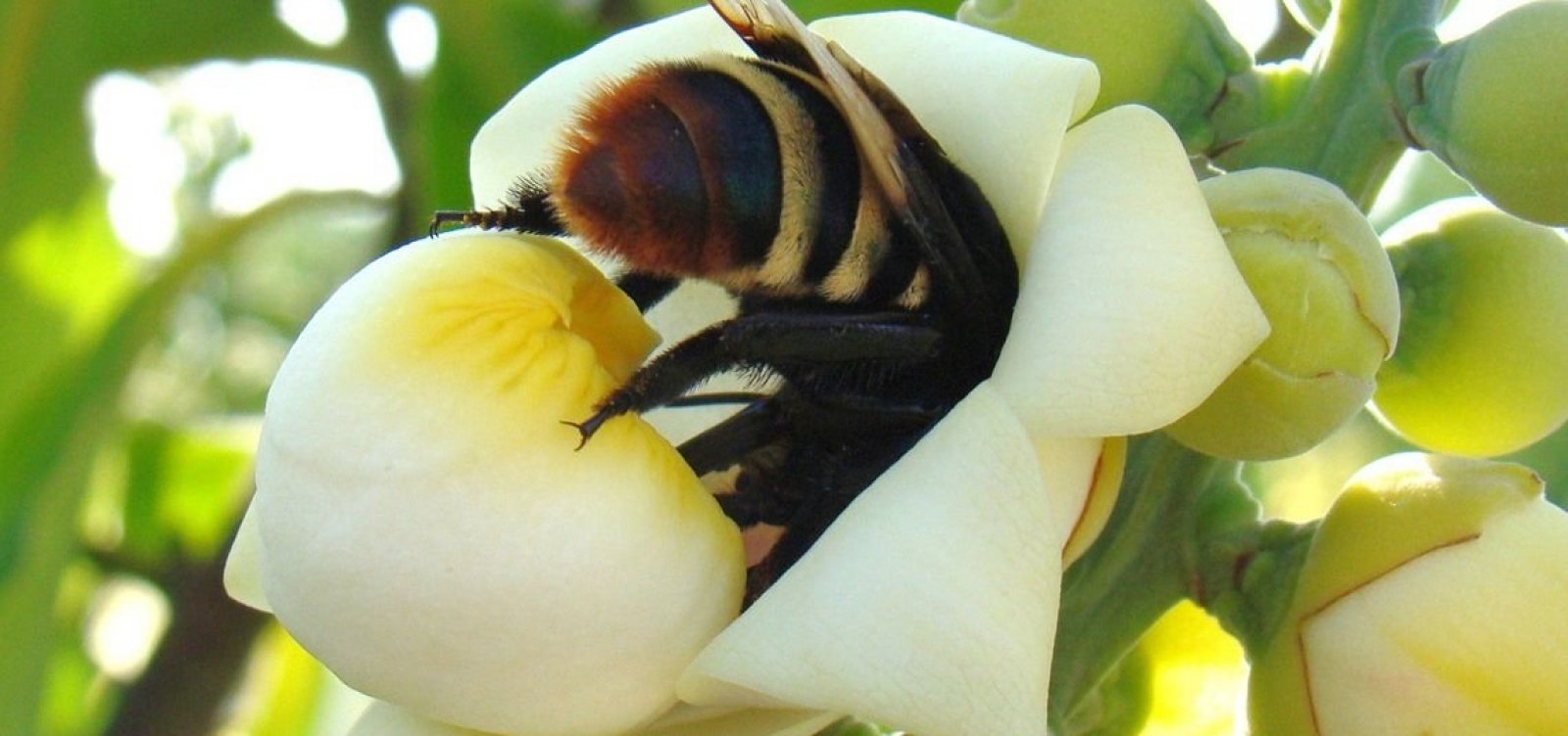 Brasil conclui testes de soro inédito para picadas múltiplas de abelhas