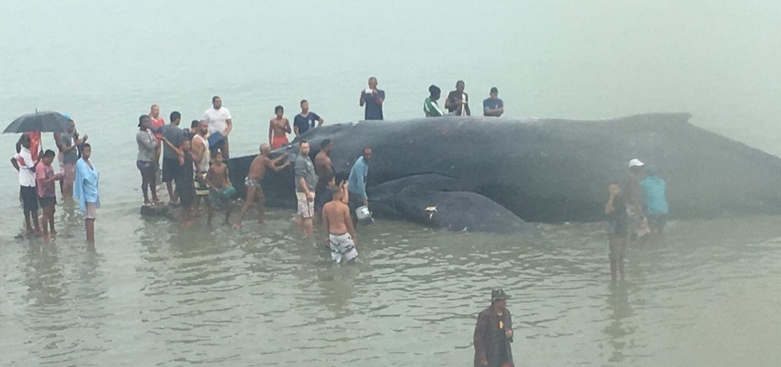 Baleia jubarte encalha na praia de Coutos, em Salvador
