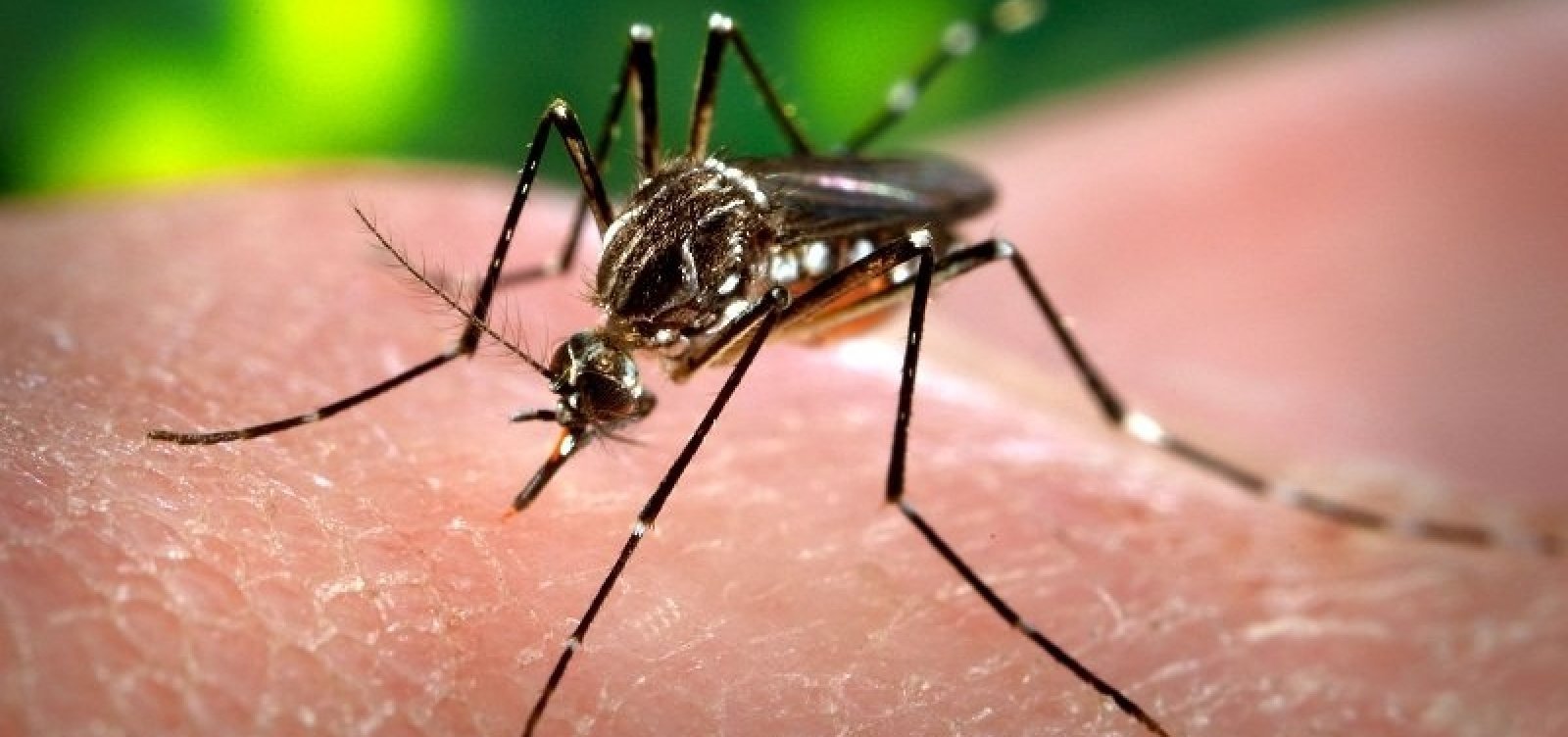 Com quase 60 mil ocorrências, Bahia é estado do Nordeste com mais casos de dengue no ano