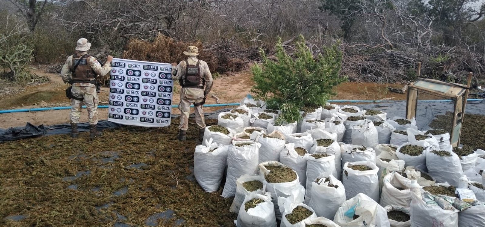 Três toneladas de maconha erradicadas em Monte Santo