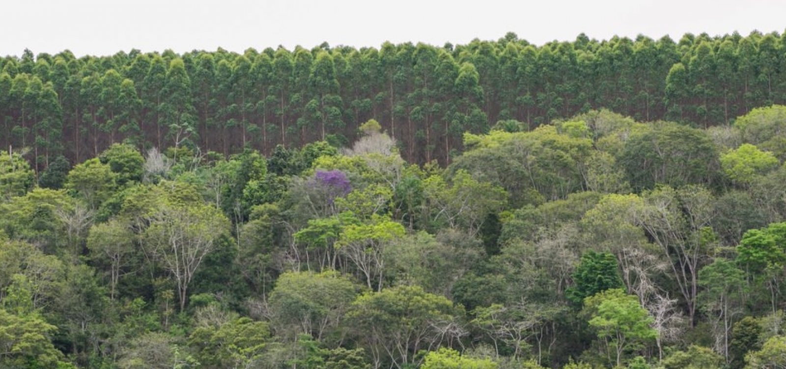 Bahia registra aumento de 1,9% na produção florestal