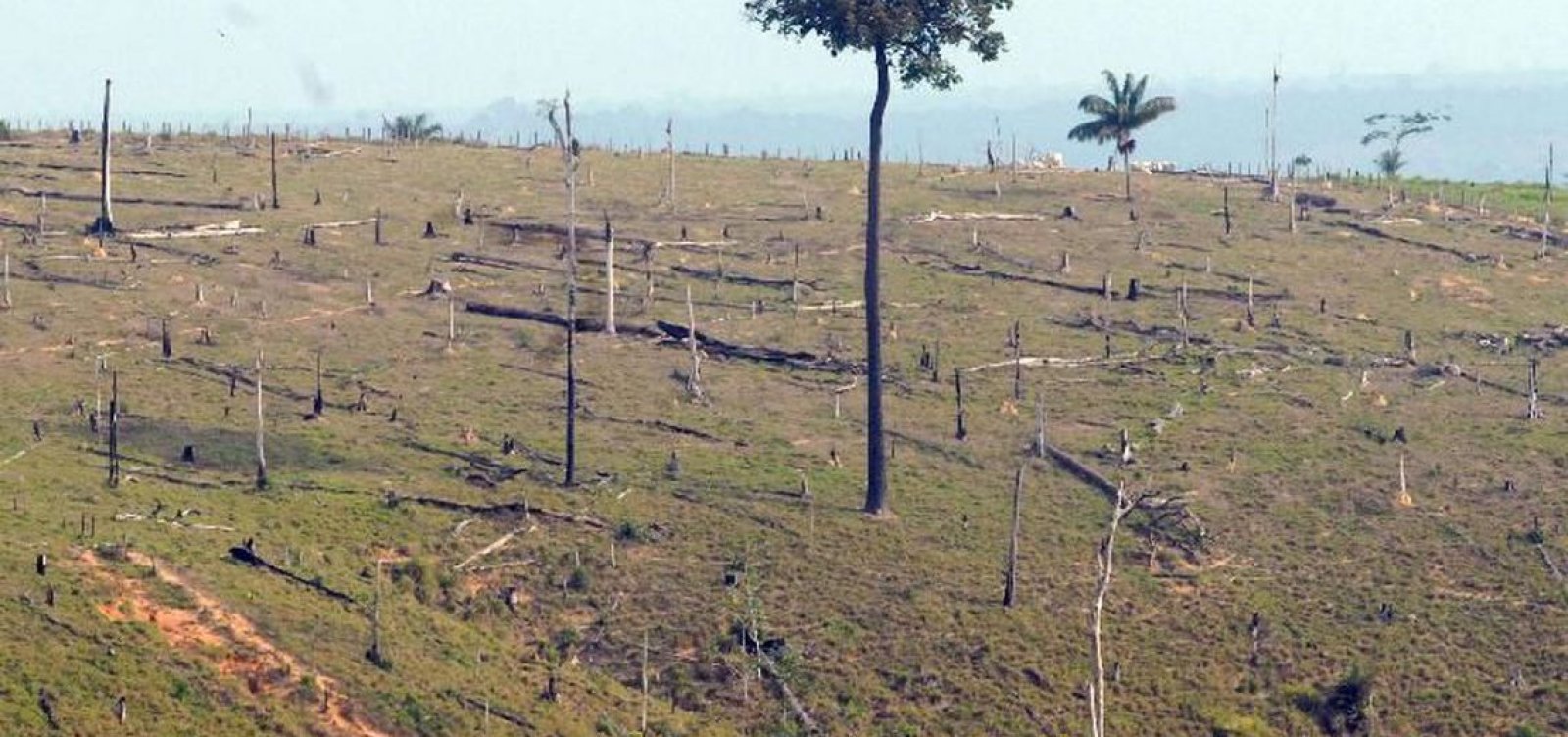Desmatamento na Amazônia cresce 96% em setembro, indicam alertas do Inpe