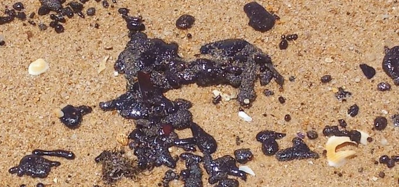 Ao menos 10 filhotes de tartarugas morreram por causa de manchas de óleo no litoral norte da BA