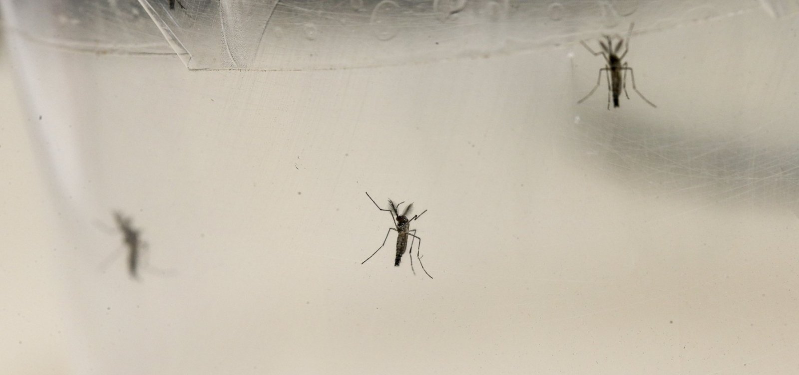 Infestação de dengue, zika e chikungunya em Salvador apresenta redução de 0,5%