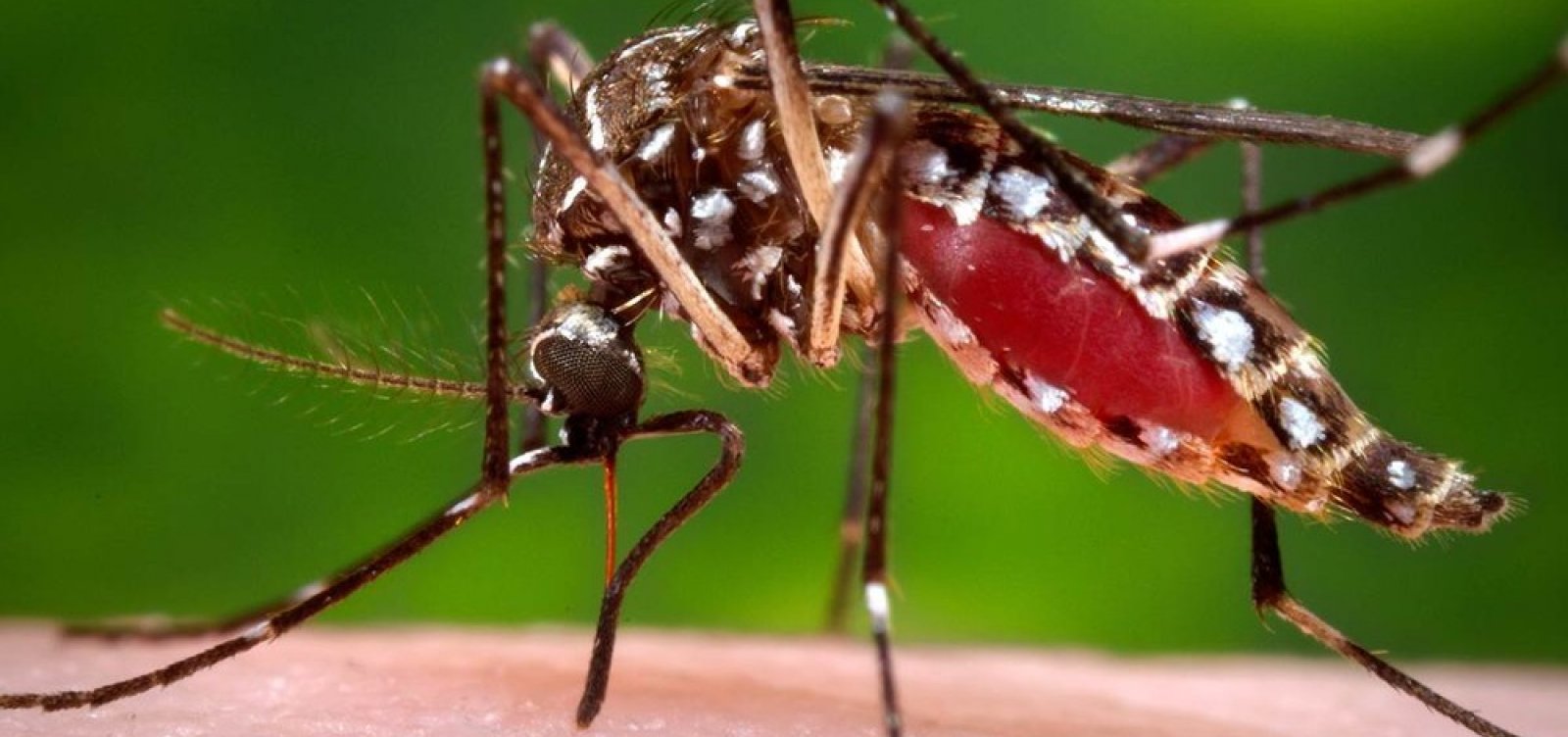 Casos de dengue crescem 672% na Bahia entre janeiro e outubro 