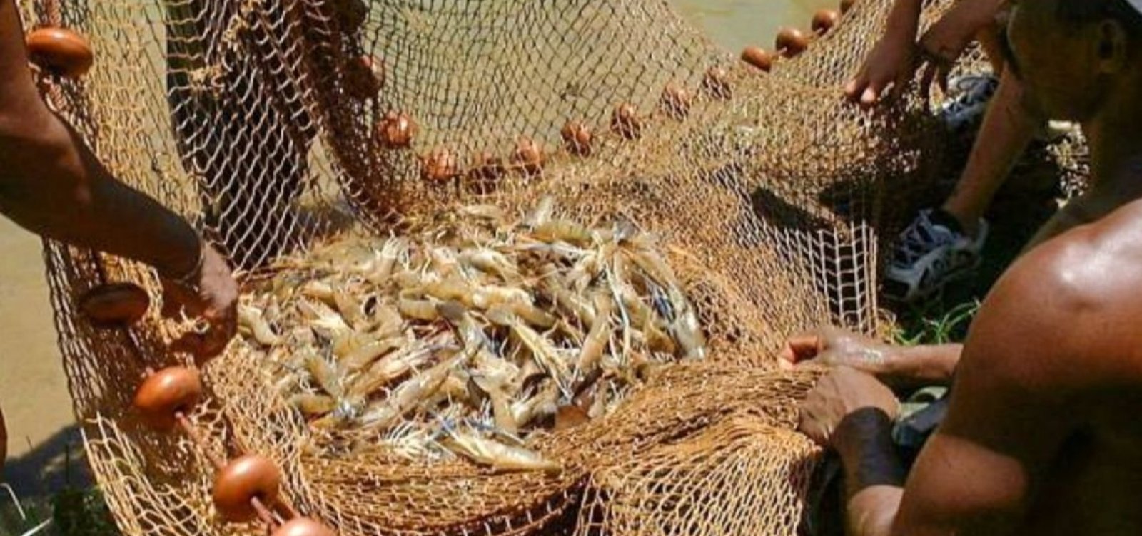 Após manchas de óleo, pesca de camarão e lagosta será proibida em regiões da Bahia