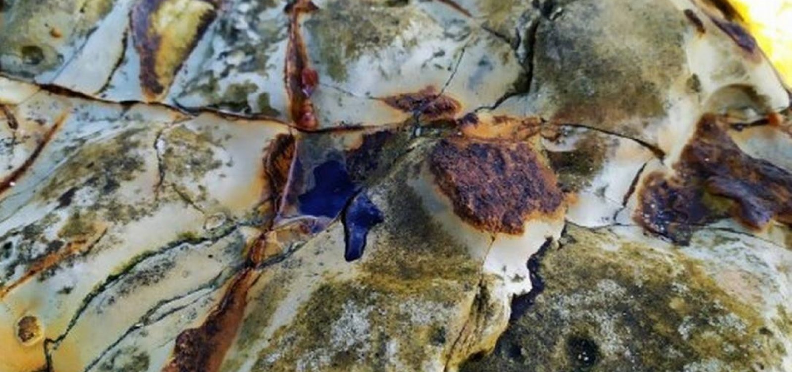 Redes de pesca apreendidas são usadas para conter óleo em Abrolhos