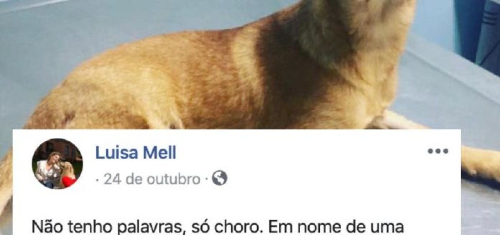 Casa de Oxumarê notifica Facebook por postagens 'difamatórias e ofensivas' de Luisa Mell