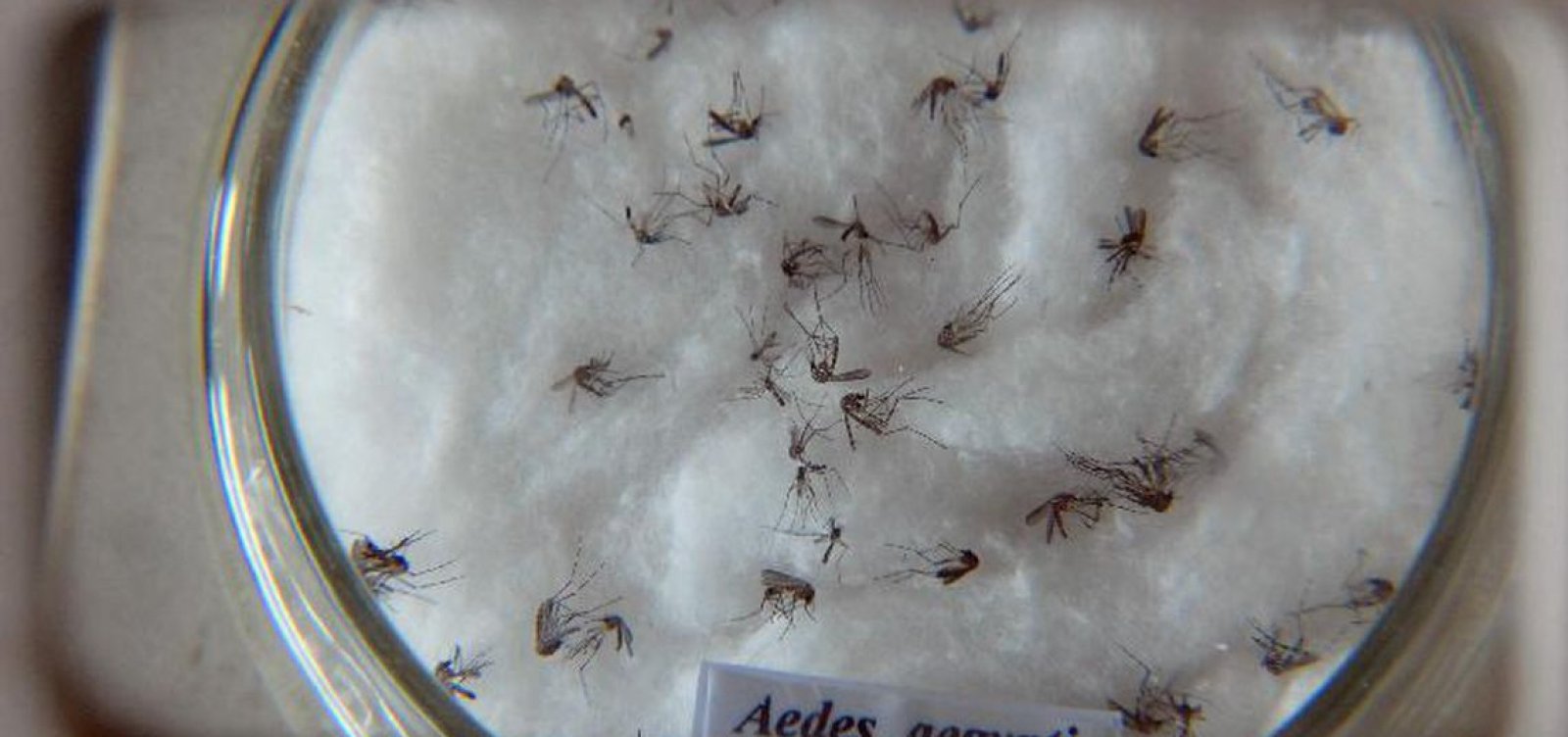 Ministro da Saúde demonstra preocupação com a dengue no verão