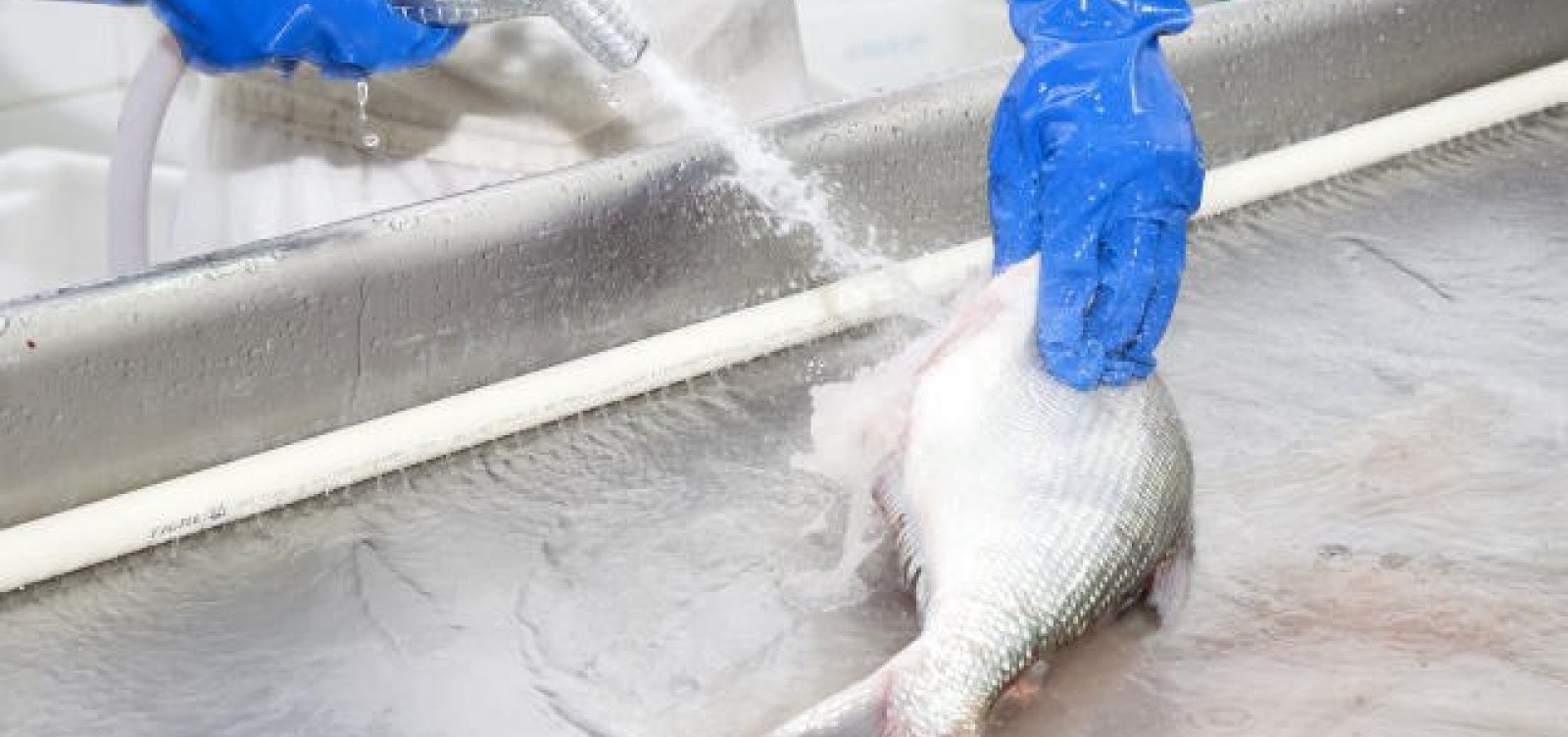 Exames mostram que pescados de áreas atingidas por óleo não apresentam riscos para o consumo humano