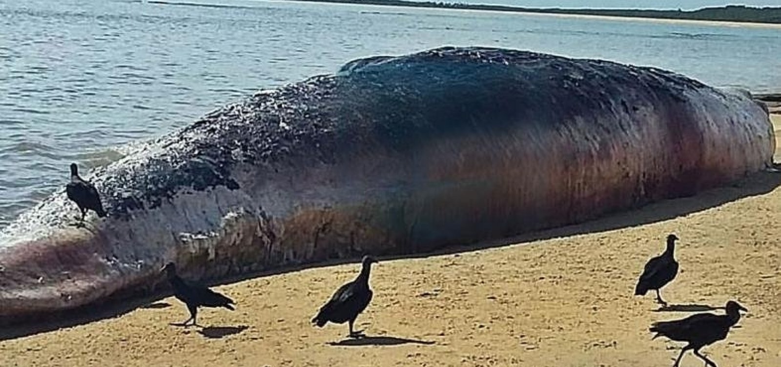 Baleia suja de óleo é encontrada morta em praia de Porto Seguro