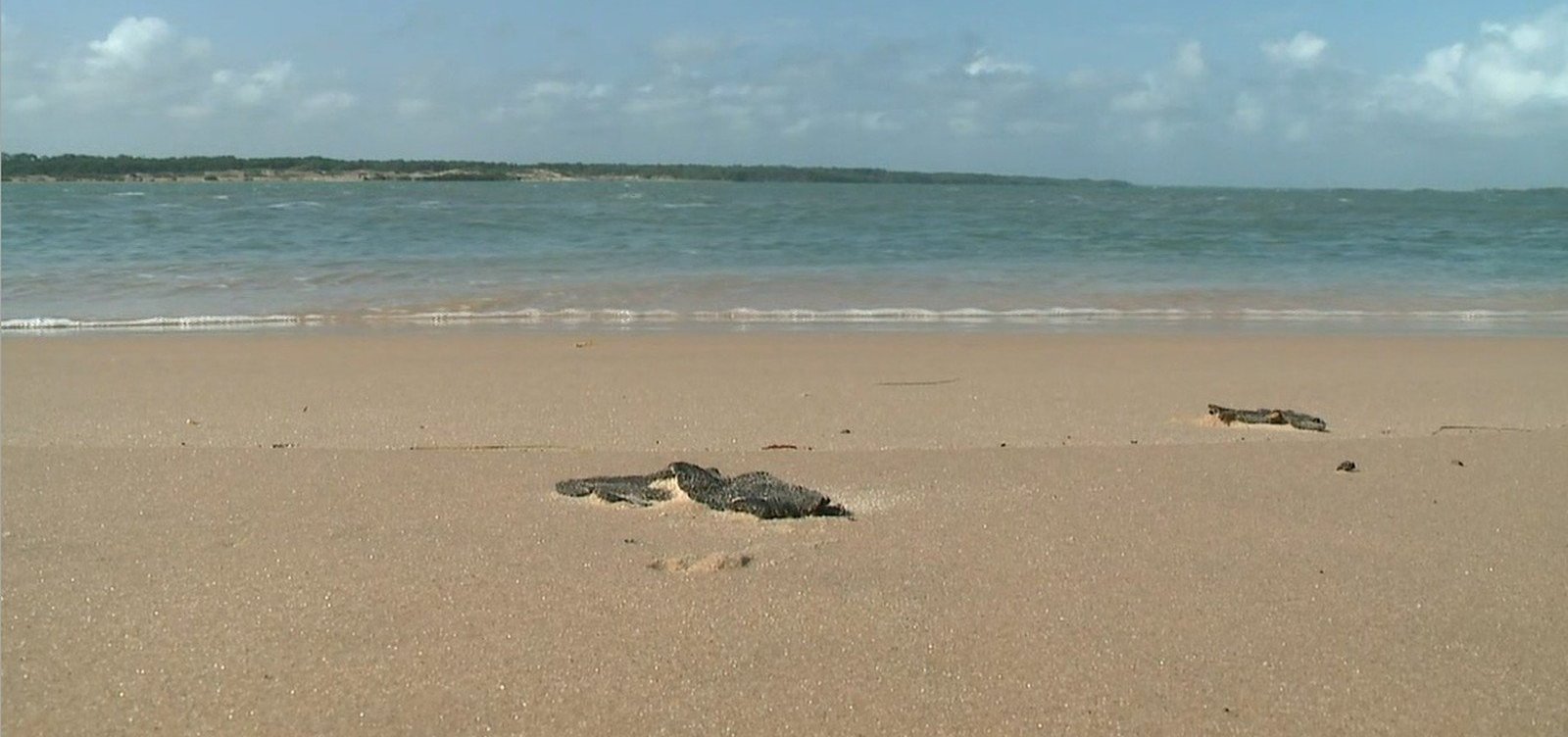 Novas manchas de óleo aparecem no litoral do Piauí