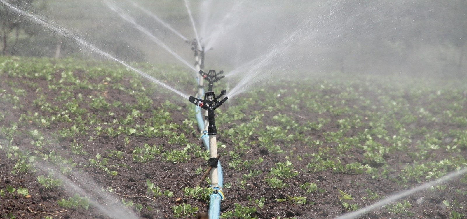 Governo autoriza ocupação de produtores em polo de irrigação na Bahia