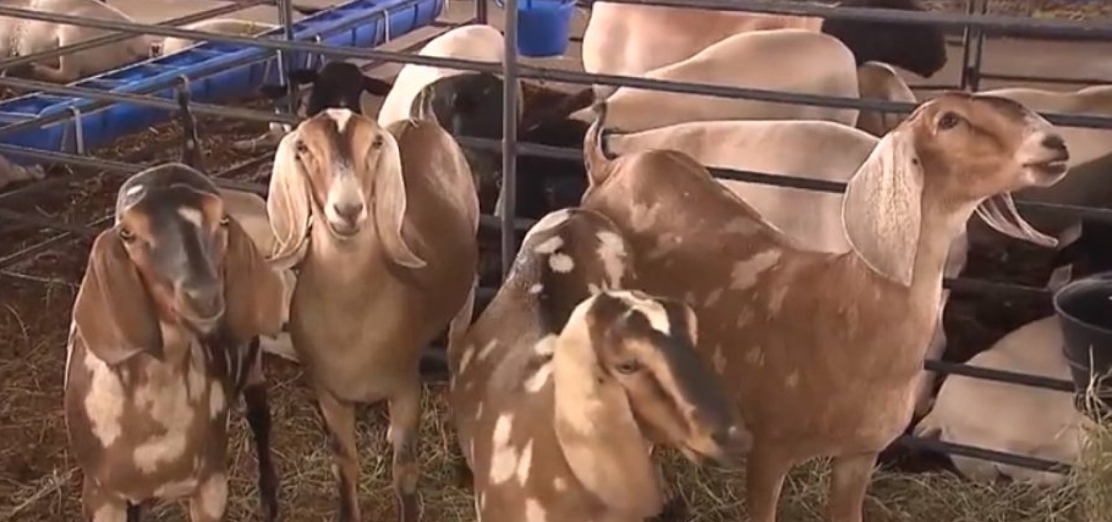 Fenagro 2019 segue até domingo no Parque de Exposições de Salvador